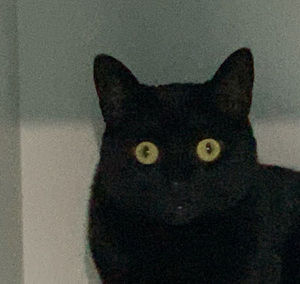 Meet your Posher, Emma-rose